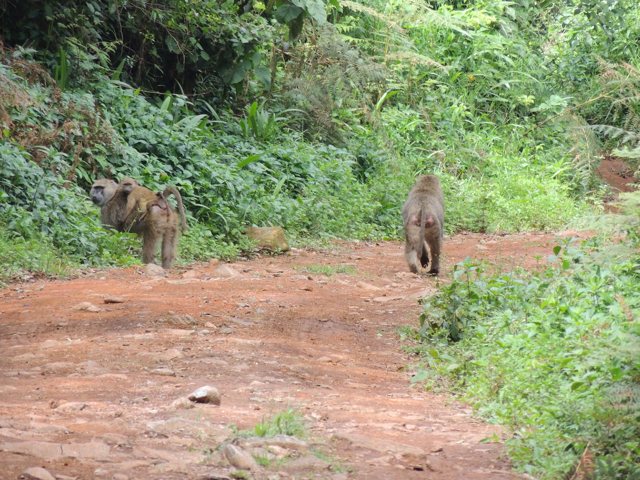 Anouschka's photograph from Kenya, 4