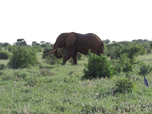 Anouschka's photograph from Kenya, 2